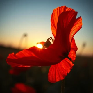 “Slow-motion close-up of red poppy unfurling at dawn, IMAX macro frame, golden backlight, cinematic”