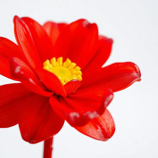 A flower made of candy, gummy petals and licorice stem, bright and playful, food art.