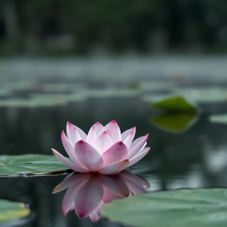 Macro shot of a lotus flower resting on a calm pond, morning mist rising, pink petals reflecting on the water's surface, 8K detail.