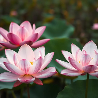 Very beautiful lotus flowers