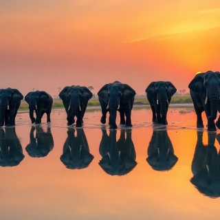 “Herd of elephants crossing a mirror-still waterhole at sunrise, amber sky reflecting on glassy surface, distant acacia silhouettes, 14 mm lens, photographic, panoramic view”